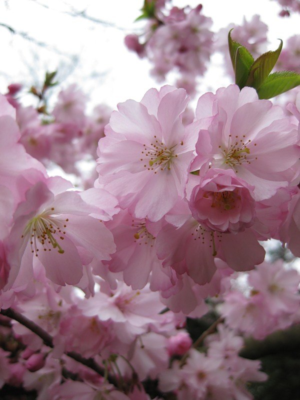 Ирина Большакова | Колпино (деревня)