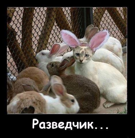 Алёна Замышляева | Луна