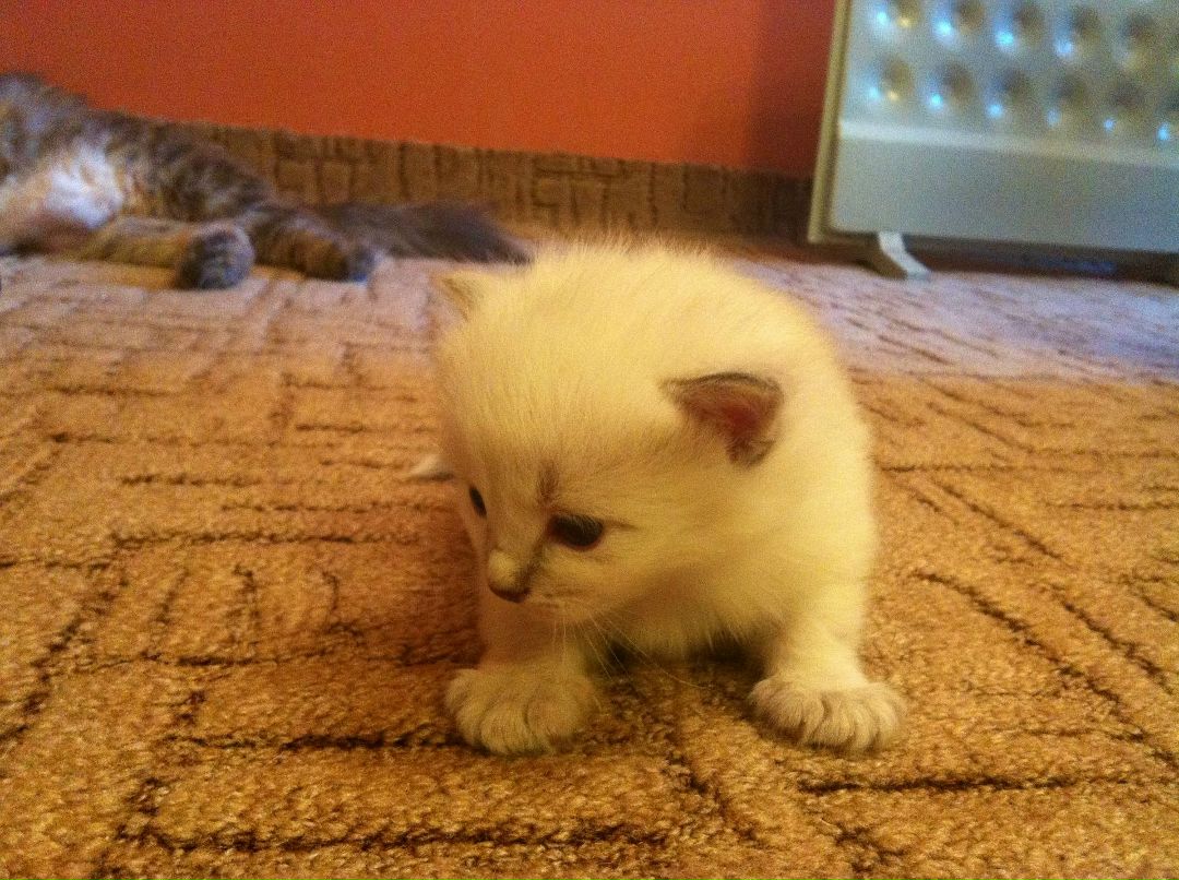 Наталья Горшнева-Еремина Carlitos | Санкт-Петербург