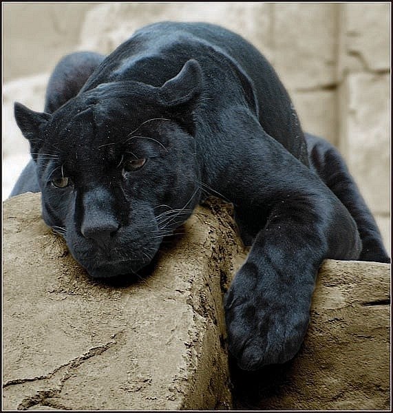 Антон Тимофеев | Нижнекамск