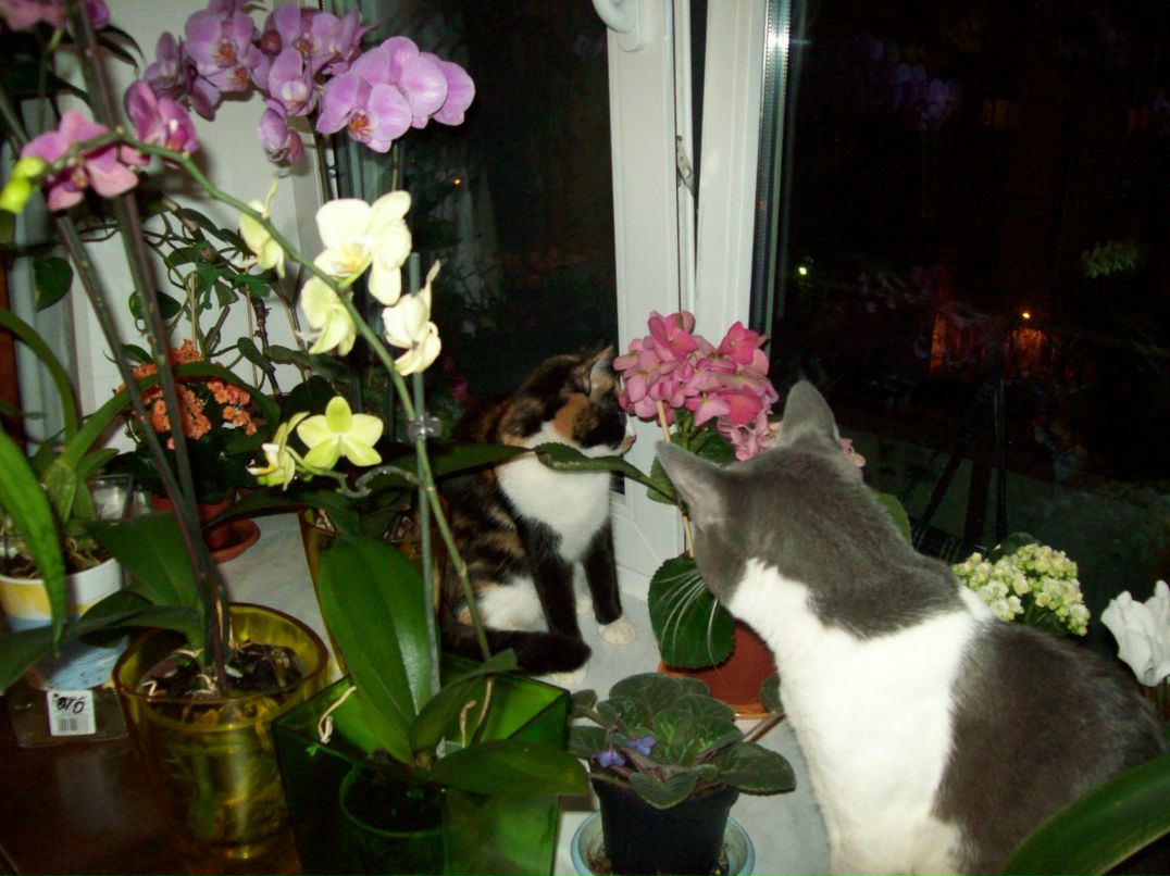 Галина Столярова Петровна | Санкт-Петербург