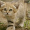 Аватар: Данатас Камараускас
