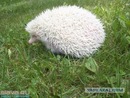 Фотография Гусева Алексея