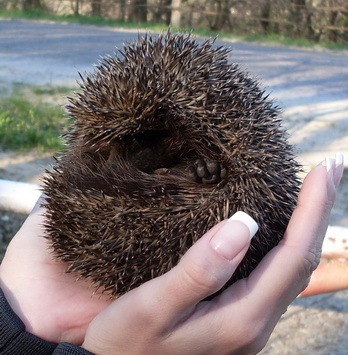 №18, Ингуля Макогонюк №18, Ингуля Макогонюк