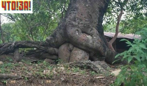 Мирослава Саврасная | Киев