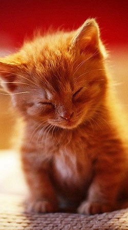 Юля Роскошенко | Умань