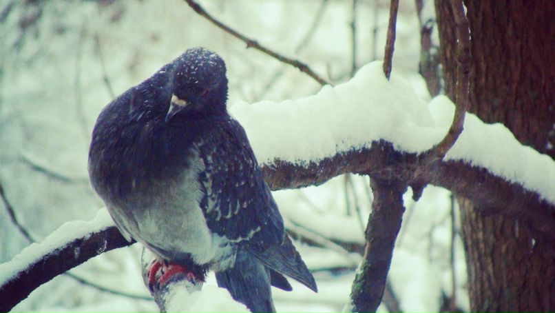 Владимир Шапран | Киев