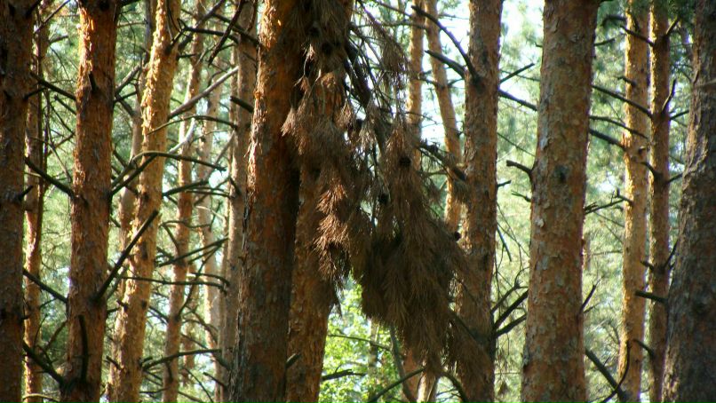 Владимир Шапран | Киев