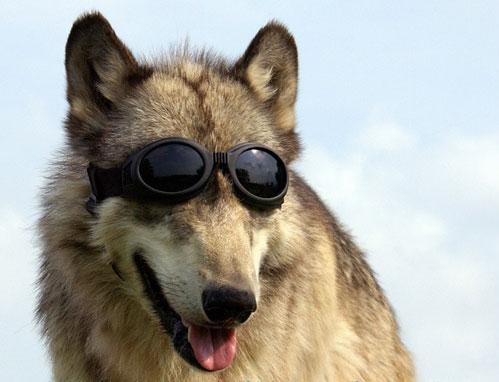 Олег Волков | 