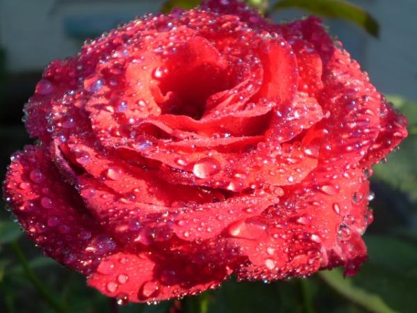 №124, Ирина Балагурова, Николаев №124, Ирина Балагурова, Николаев