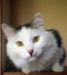 Мусенька =котинька= фотография #6 (источник - https://vk.com/id97251785)