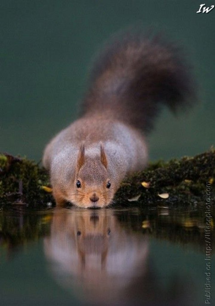 Дарья Анисочкина | Великий Новгород
