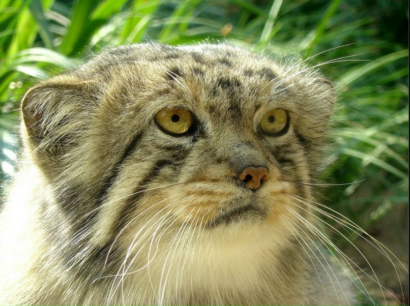 Мануил Панкратов | Санкт-Петербург