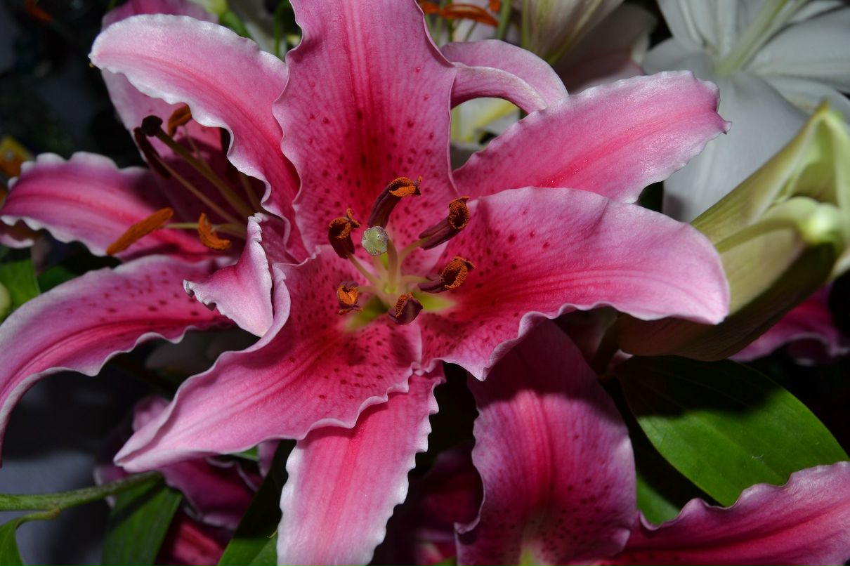 Анюта Энгель | Leverkusen