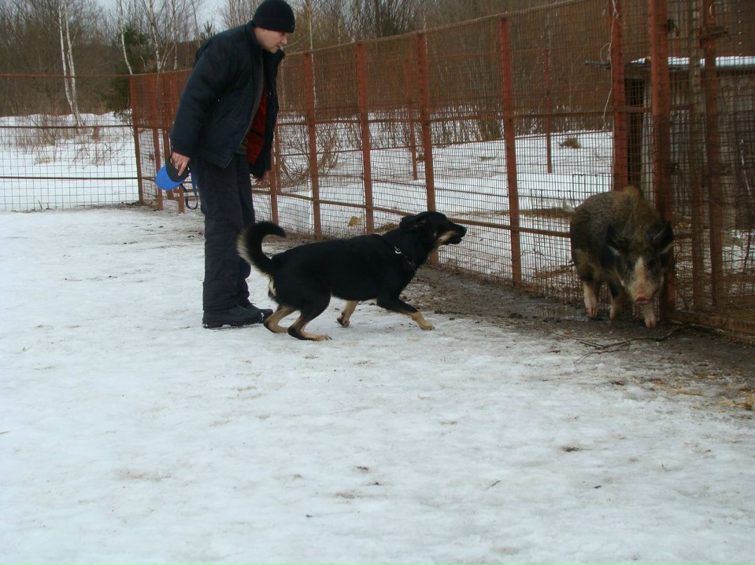 Volk Volkodav | Санкт-Петербург