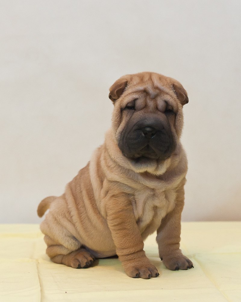 Светлана Царёва | Казань