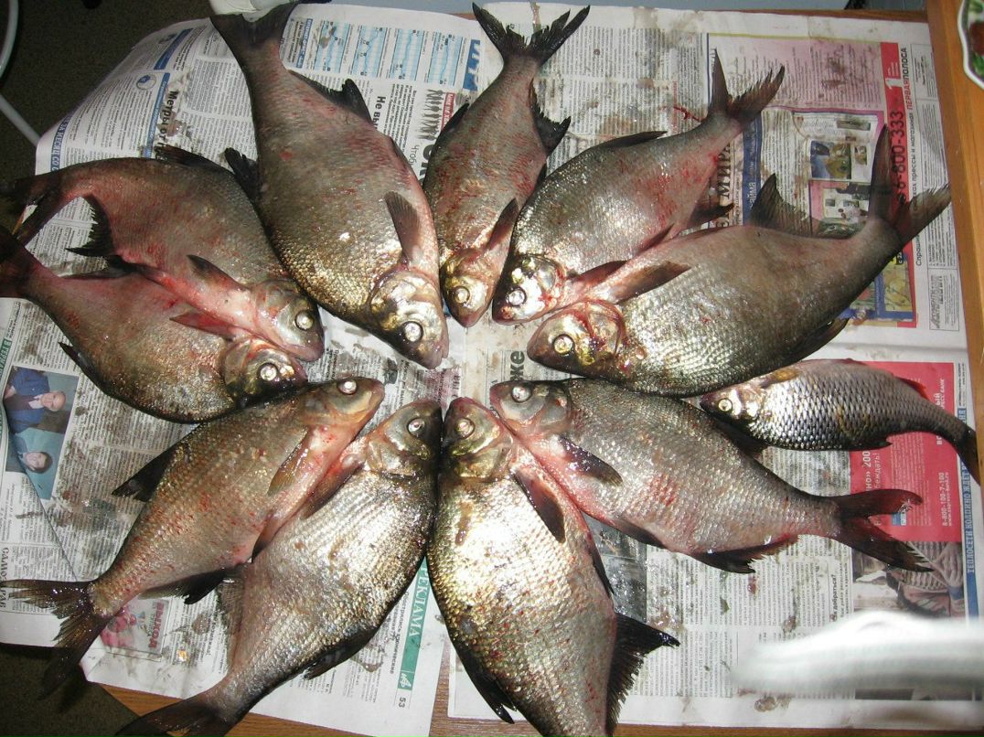 Владимир Адамчик | Санкт-Петербург