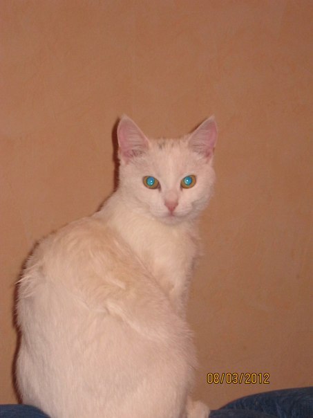 Ульяна Бородавка | Кременчуг