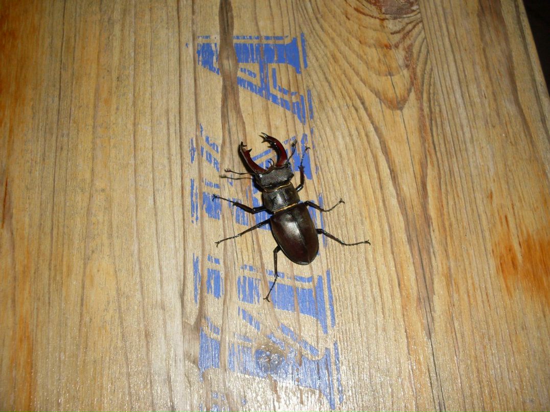 Олег Суслов | Санкт-Петербург