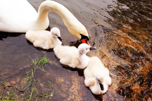 Маша Сива | Здолбунов