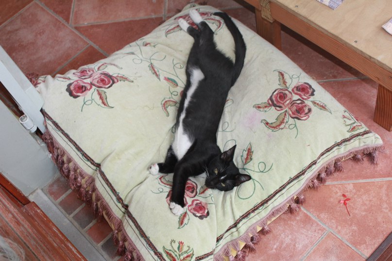 Nadia Shorokhowa | Lille