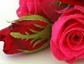 Елена Бондарева | Ульяновск