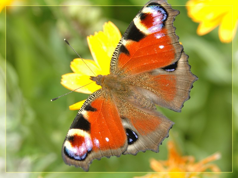 Павел Куркин | Denpasar