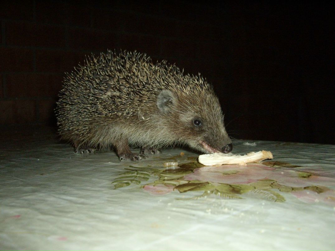 Алексей Поляков | Нижний Новгород