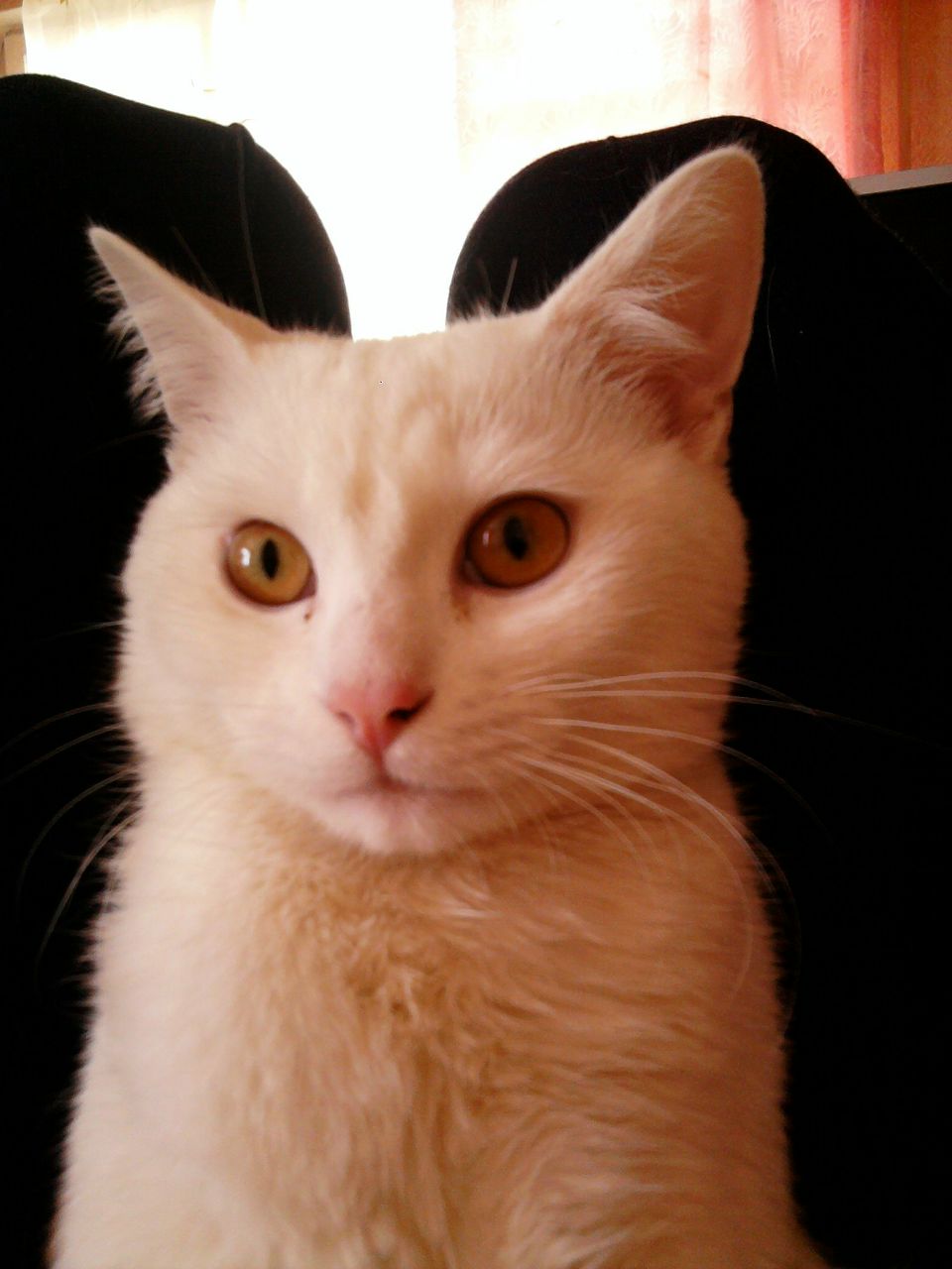 Александр Леоненко | 