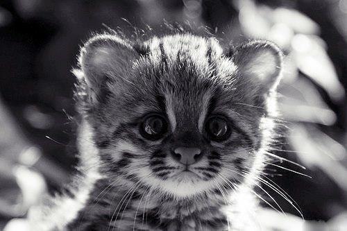 Андрей Грицина | Пермь