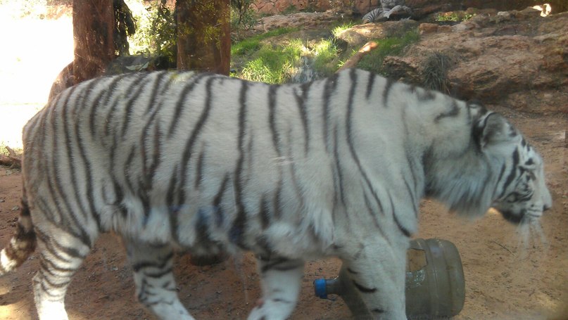 Михаил Чеботарский | Нетания