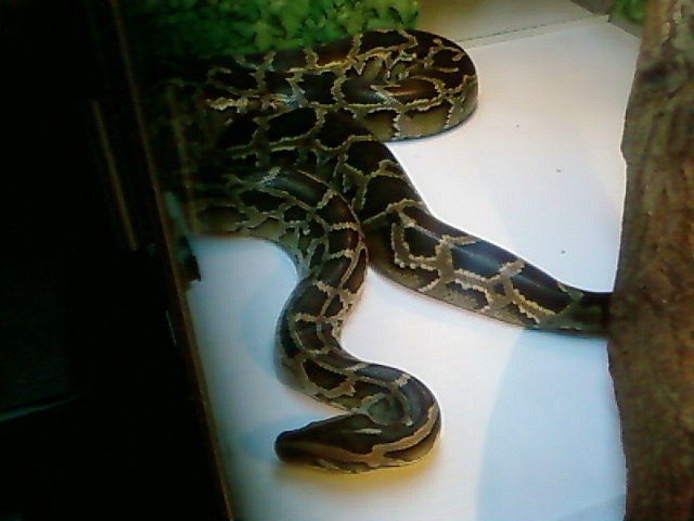 Юра Малышак | Южное