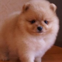 Анна Светлова | Омск