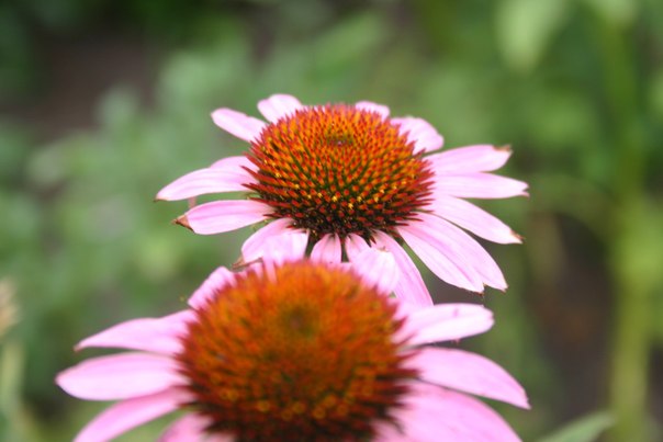 №110, Альона Фризская, Яготин №110, Альона Фризская, Яготин