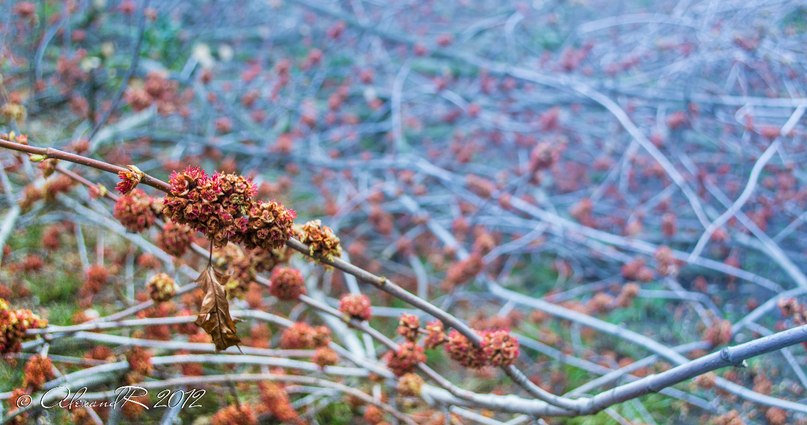 Александр Фролов | Киев