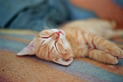 Юлия Собина | Орёл