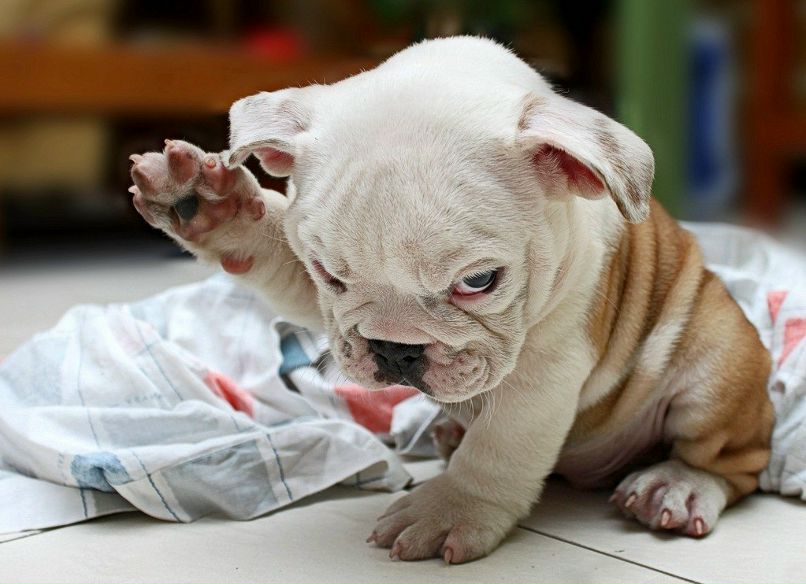 Савр Савров | Элиста