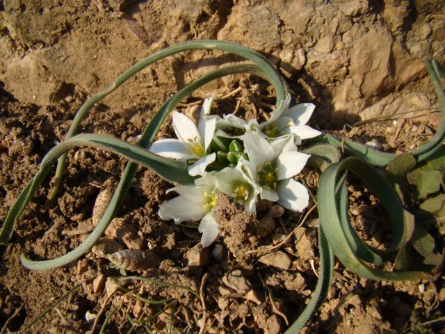 Юлія Буяновська | Жашков