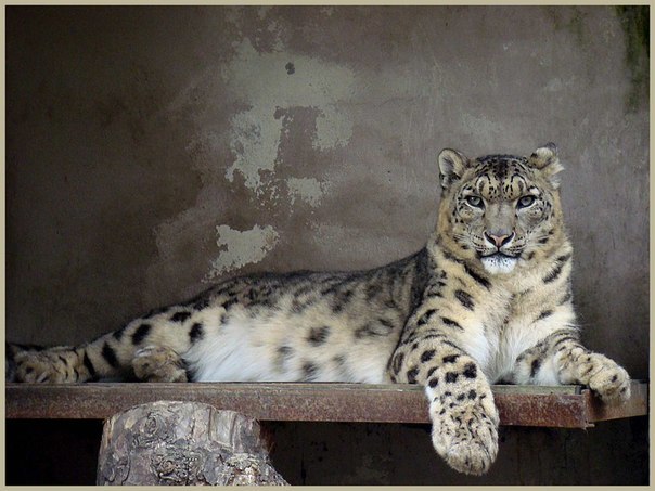 Kir Kopytoff #24 | Москва