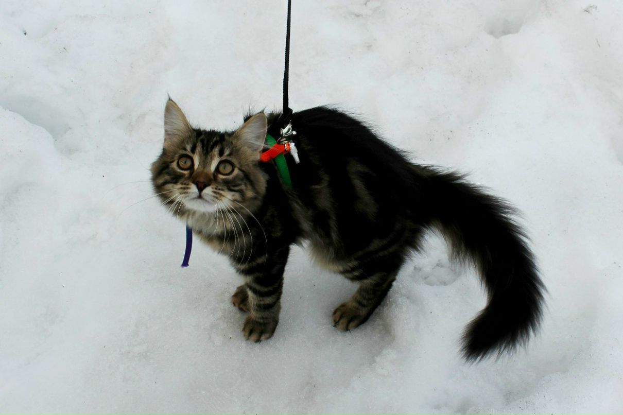 Артем Пироженко де | Helsinki