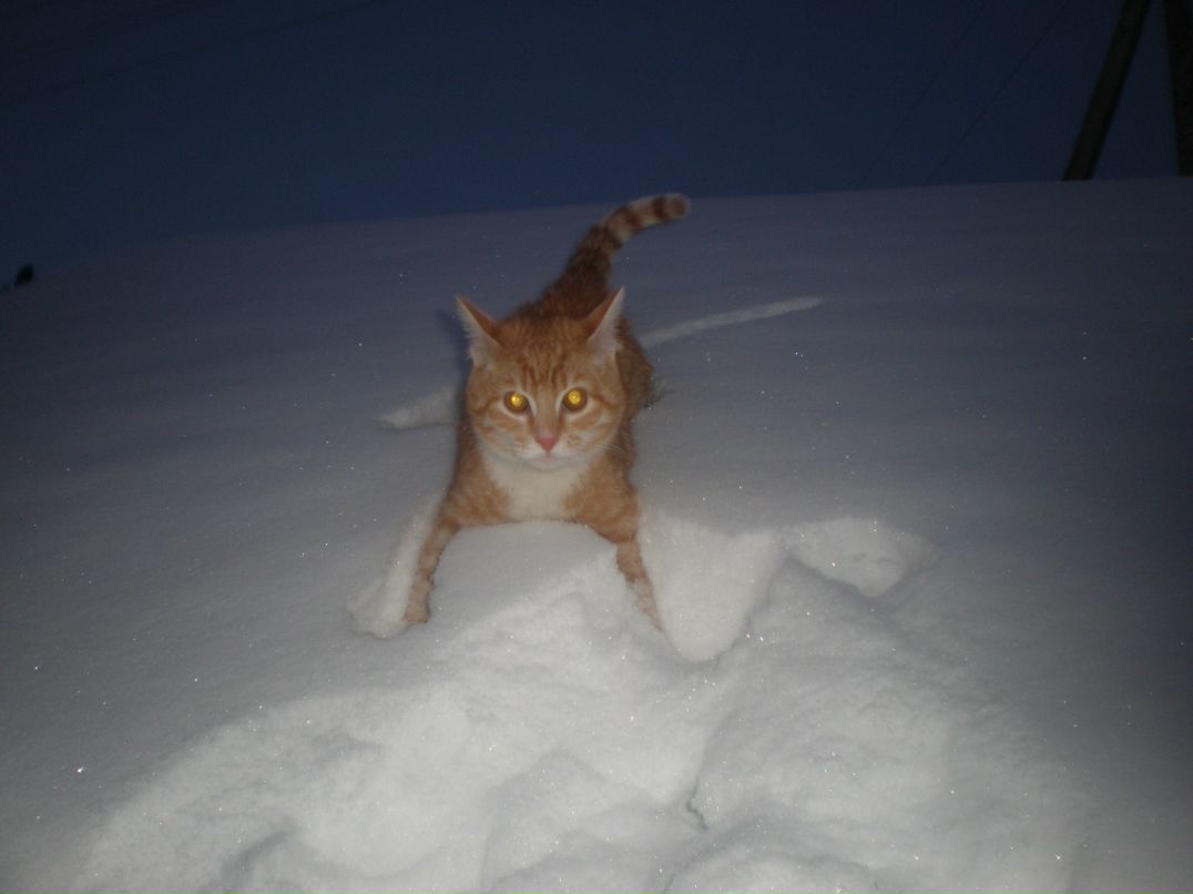 Светлана Кокорина | 