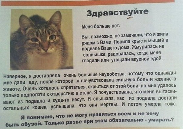 Тёма Кот | Петрозаводск