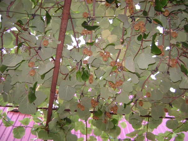 №7, Марина Дудко-Середа, Харьков №7, Марина Дудко-Середа, Харьков