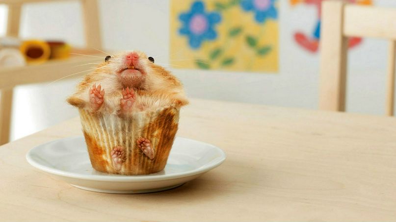 Аня Жакоть -Annie- | Кишинев