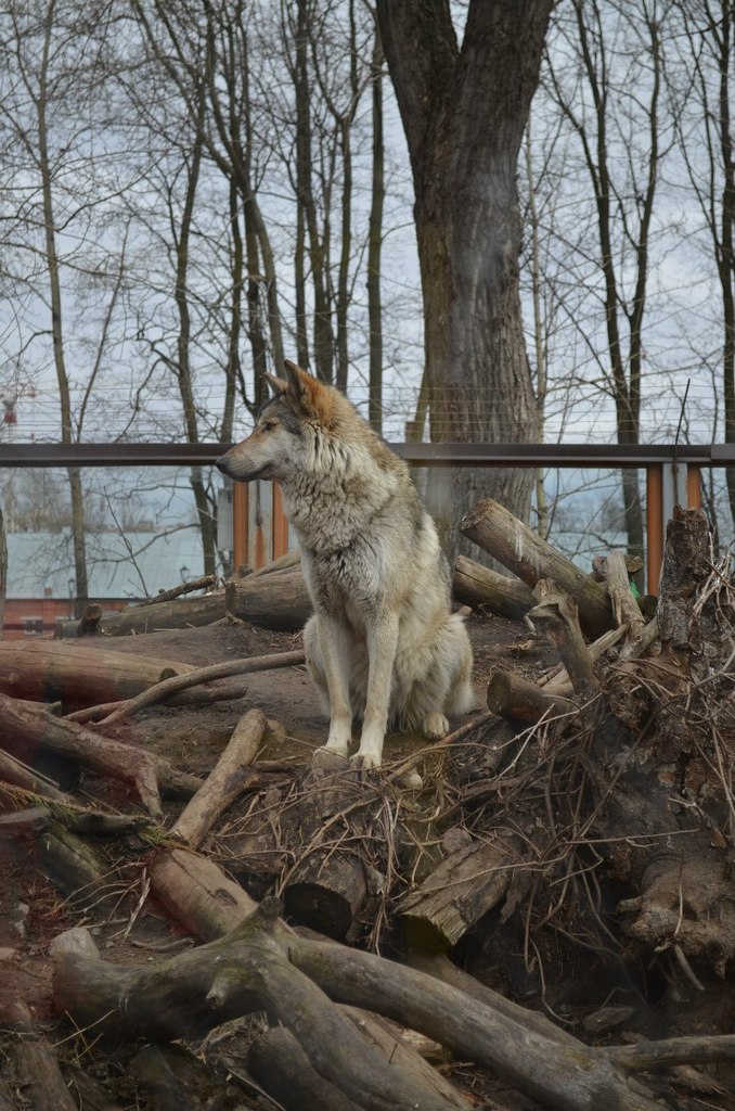 Светлана Шевченко | Санкт-Петербург