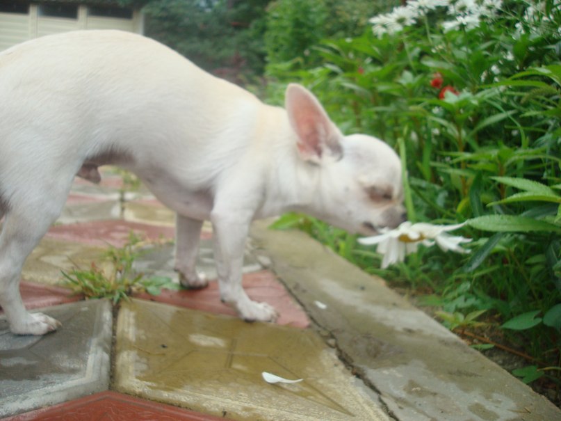 Жанна Любичева | Череповец