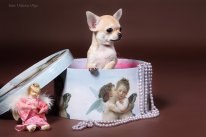 Александра Богатырева Белка | Екатеринбург