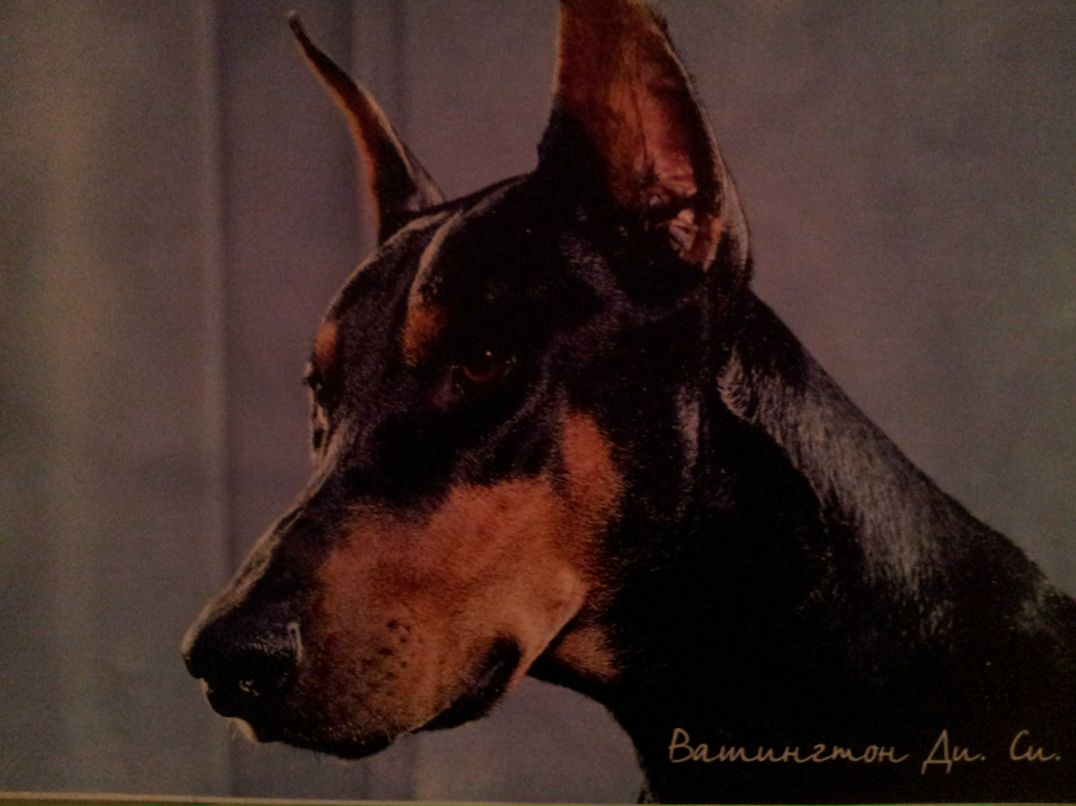 Денис Вашкевич | Лида