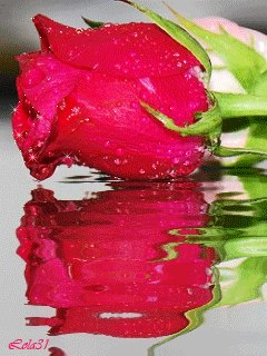 Анна Блихар | Севастополь