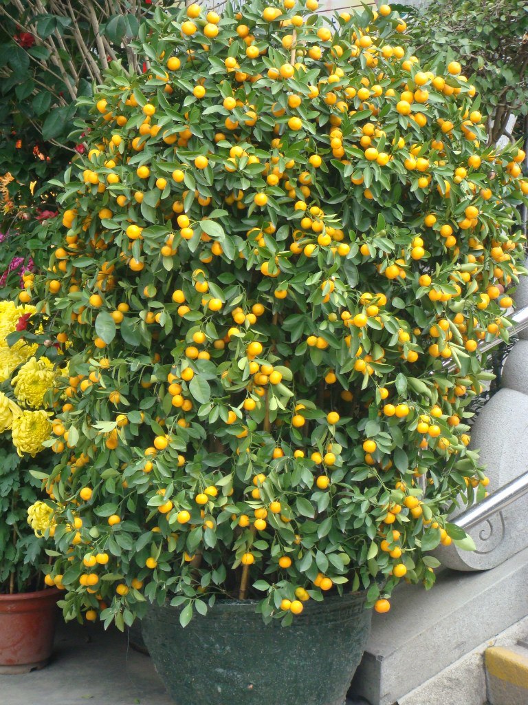 Елена Макарова | Beijing